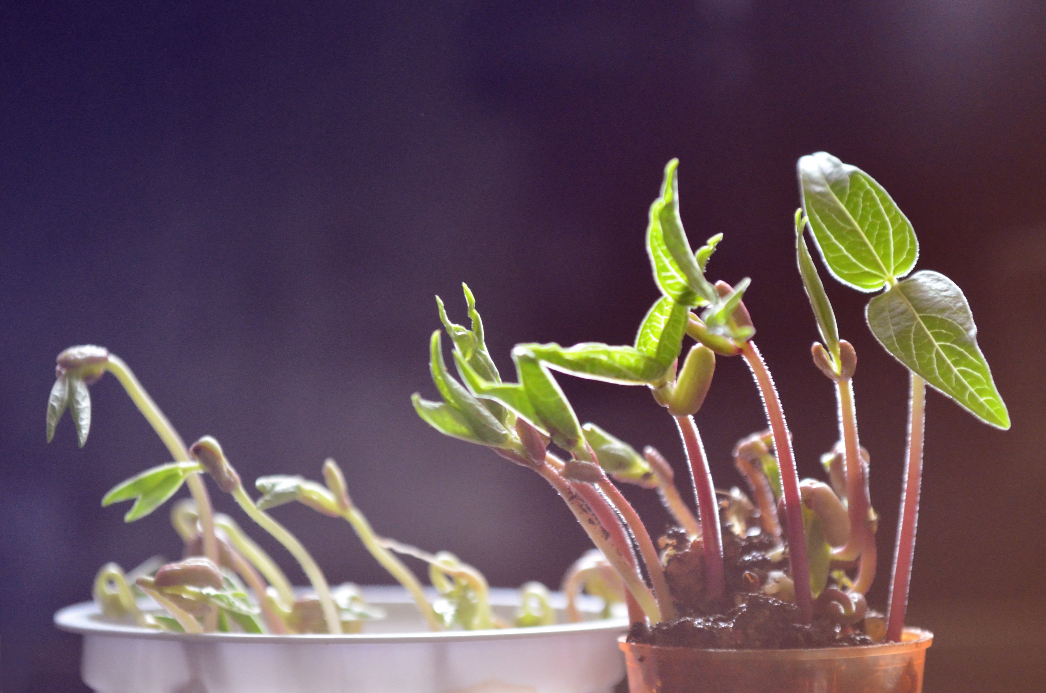 growing-plants