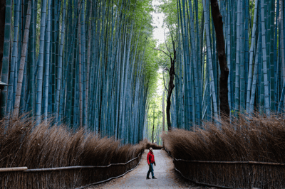 forest