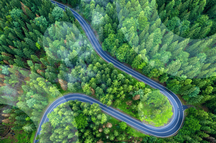 forest