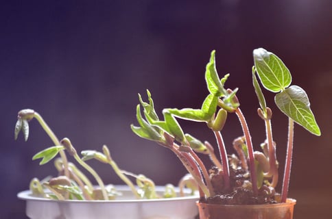 growing plants blog