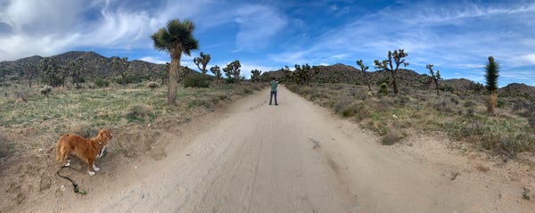 Joshua tree trail pic